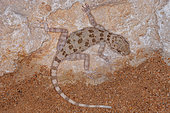 Long-legged thin-toed gecko (Tenuidactylus longipes) on rock, Iran