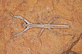 Mantis (Microthespis dmitriewi) nymph male, Iran