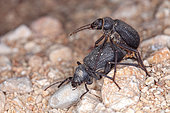 Darkling beetle(Tenebrionidae sp) mating, Iran