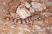 Latifi's Dwarf Gecko (Microgecko latifi) on rock, Iran