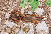Mole cricket (Gryllotalpa sp), Iran