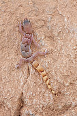 Latifi's Dwarf Gecko (Microgecko latifi) on rock, Iran