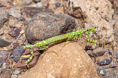 Devil's Flower Mantis (Blepharopsis mendica nuda) mating, Iran