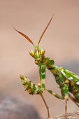 Devil's Flower Mantis (Blepharopsis mendica nuda) male, Iran