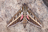 Striped Hawk-moth (Hyles livornica) on rock, Iran
