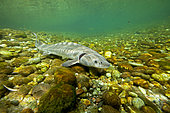 Adriatic sturgeon (Acipenser naccarii) IUNC Red List more critically endangered. It’s a species of fish in the family Acipenseridae. It is native to the Adriatic Sea. captive in Parco del Ticino, Biosphere Reserve, Lombardia, Italy.