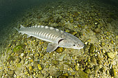 Adriatic sturgeon (Acipenser naccarii) IUNC Red List more critically endangered. It’s a species of fish in the family Acipenseridae. It is native to the Adriatic Sea. captive in Parco del Ticino, Biosphere Reserve, Lombardia, Italy.