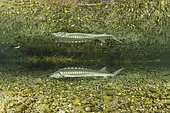 Adriatic sturgeon reflected under the surface (Acipenser naccarii) IUNC Red List more critically endangered. It’s a species of fish in the family Acipenseridae. It is native to the Adriatic Sea. captive in Parco del Ticino, Biosphere Reserve, Lombardia, Italy.