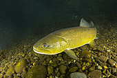 The brown trout (Salmo trutta) is a European species of salmonidfish that has been widely introduced into suitable environments globally. captive in Parco del Ticino, Biosphere Reserve, Lombardia, Italy.
