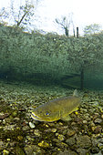 The brown trout (Salmo trutta) is a European species of salmonidfish that has been widely introduced into suitable environments globally. captive in Parco del Ticino, Biosphere Reserve, Lombardia, Italy.