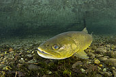 The brown trout (Salmo trutta) is a European species of salmonidfish that has been widely introduced into suitable environments globally. captive in Parco del Ticino, Biosphere Reserve, Lombardia, Italy.