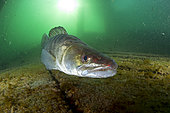 Male Zander or Pikeperch (Stizostedion lucioperca, Sander lucioperca). Lake di Lugano or Ceresio, Ticino, Switzerland