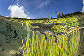 Triton alpestre (Ichthyosaura alpestris) femelle sous la surface. Vallée de Bedretto, la partie la plus haute du Tessin, Suisse