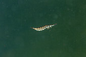 Lesser diving beetle (Acilius sulcatus ) larvae. Lago Nero, mountain lake, 1739m. Pistoia, Tuscany, Italy.