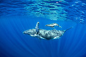 Humpback whale (Megaptera novaeangliae) mother with calf, Réunion, overseas department and region of the French Republic and an Indian Ocean island in East Africa
