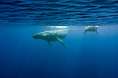 Humpback whale (Megaptera novaeangliae) mother with calf, Réunion, overseas department and region of the French Republic and an Indian Ocean island in East Africa