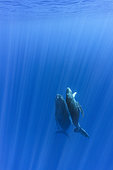 Humpback whale (Megaptera novaeangliae) mother with calf rising from the bottom, Réunion, overseas department and region of the French Republic and an Indian Ocean island in East Africa