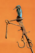 Kingfisher (Alcedo atthis) perched on a piece of steel, England