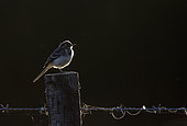 Pied wagtail (Motacilla alba) backlit perched on a post, England