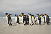King penguins (Aptenodytes patagonicus), Volunteer Point, East Falkland, Falklands