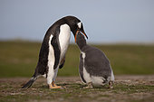 Gentoo penguin (Pygoscelis papua) feeding his chick, Volunteer Point, East Falkland, January 2018