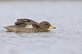Yellow-billed teal (Anas flavirostris), Volunteer Point, East Falkland