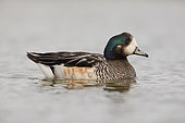 Chiloe wigeon drake (Anas sibilatrix), Volunteer Point, East Falkland, January 2018