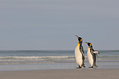 King penguins (Aptenodyptes patagonicus), at Volunteer Point, East Falkland, January 2018