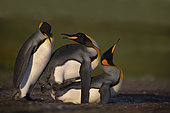 King penguin (Aptenodyptes patagonicus), Volunteer Point, East Falkland, January 2018