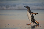Gentoo penguin (Pygoscelis papua), Volunteer Point, East Falkland, January 2018