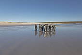 King penguins (Aptenodytes patagonicus), Volunteer Point, East Falkland, Falklands