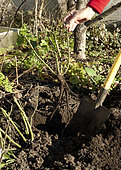 Seedbed plantation of rose tree