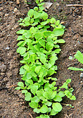 young radisch rows, seedling in spring, vegetable garden