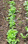 young radisch rows, seedling in spring, vegetable garden
