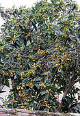 Medlar tree's fruits, loquat (Eriobotrya japonica)