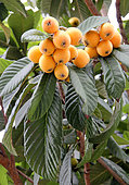 Medlar tree's fruits, loquat (Eriobotrya japonica)