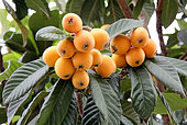 Medlar tree's fruits, loquat (Eriobotrya japonica)