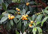 Medlar tree's fruits, loquat (Eriobotrya japonica)