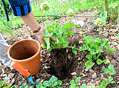 Geranium's plantation into pot from soil