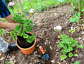 Geranium's plantation into pot from soil