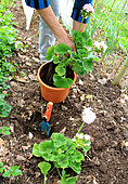 Geranium's plantation into pot from soil