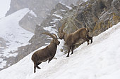 Alpine Ibex in wintertime, Capra ibex, Gran Paradiso National Park, Alps, Italy, Europe