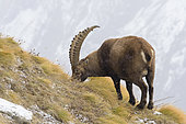 Alpine Ibex in wintertime, Capra ibex, Gran Paradiso National Park, Alps, Italy, Europe