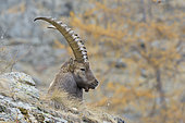 Alpine Ibex, Capra ibex, Gran Paradiso National Park, Alps, Italy, Europe
