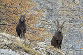Alpine Ibex, Capra ibex, Gran Paradiso National Park, Alps, Italy, Europe