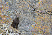 Alpine Ibex, Capra ibex, Gran Paradiso National Park, Alps, Italy, Europe