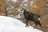 Chamois in winter, Rupicapra rupicapra, Male, Gran Paradiso National Park, Alps, Italy, Europe
