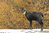 Chamois in winter, Rupicapra rupicapra, Gran Paradiso National Park, Alps, Italy, Europe