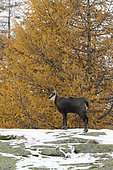 Chamois in winter, Rupicapra rupicapra, Gran Paradiso National Park, Alps, Italy, Europe