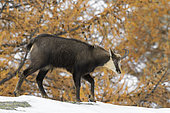 Chamois in winter, Rupicapra rupicapra, Gran Paradiso National Park, Alps, Italy, Europe